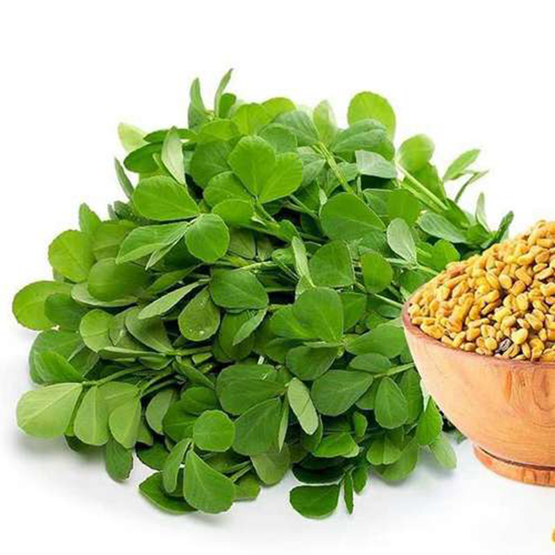 بذر شنبلیله کد B14