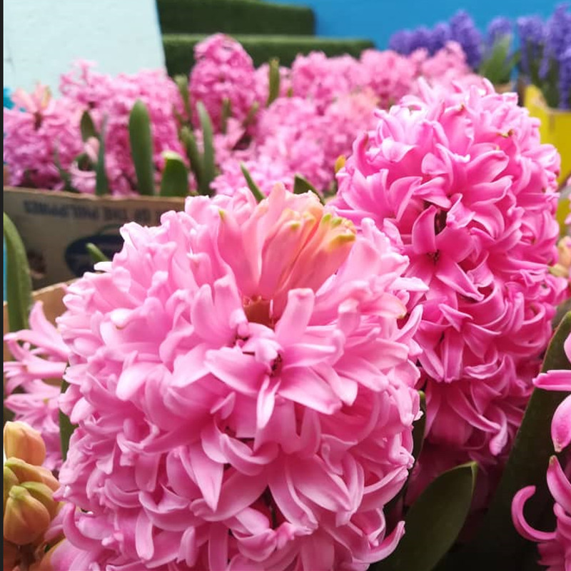 گل طبیعی سنبل صورتی کد 01 مجموعه 20 عددی گل طبیعی سنبل صورتی کد 01 مجموعه 20 عددی