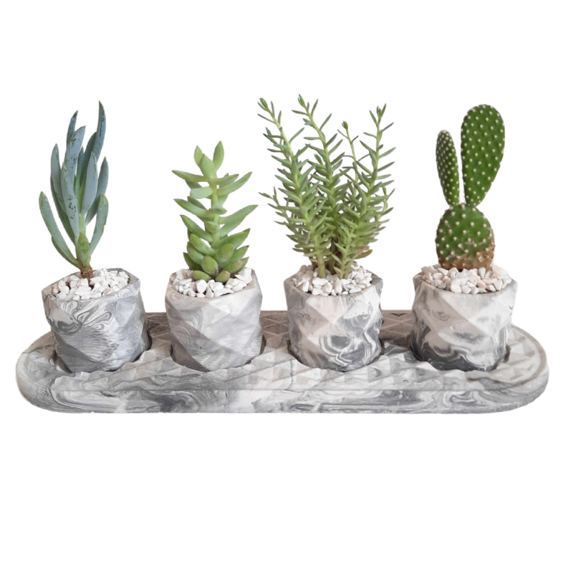 گیاه طبیعی مدل ساکولنت و کاکتوس مجموعه 5 عددی