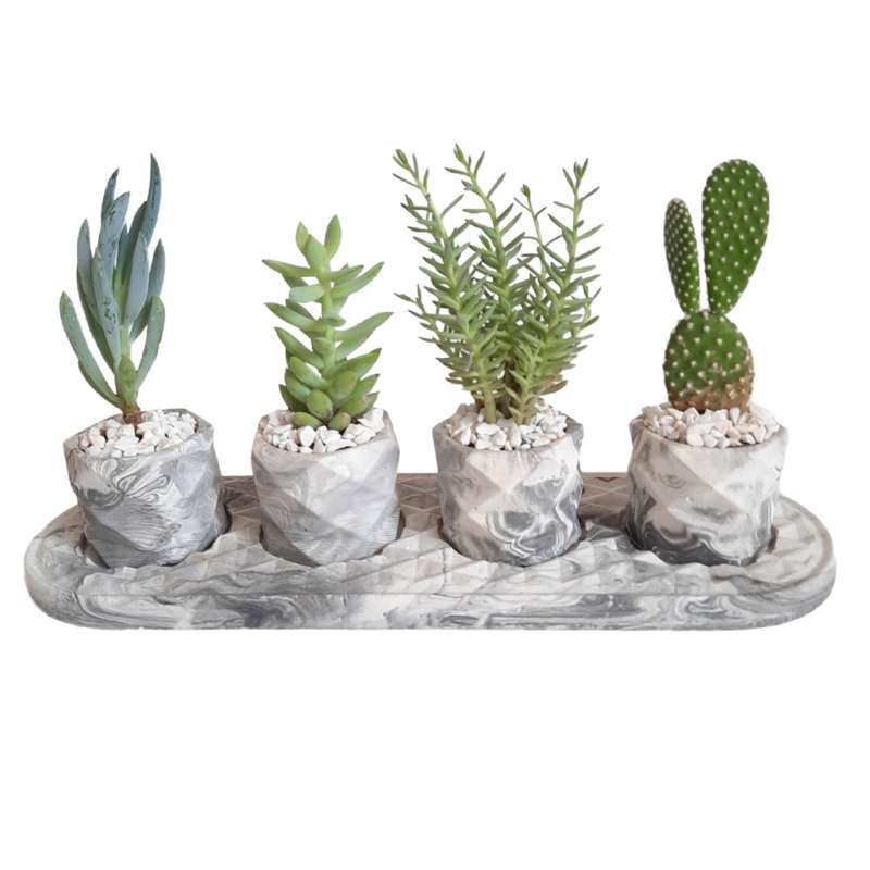 گیاه طبیعی مدل ساکولنت و کاکتوس مجموعه 5 عددی