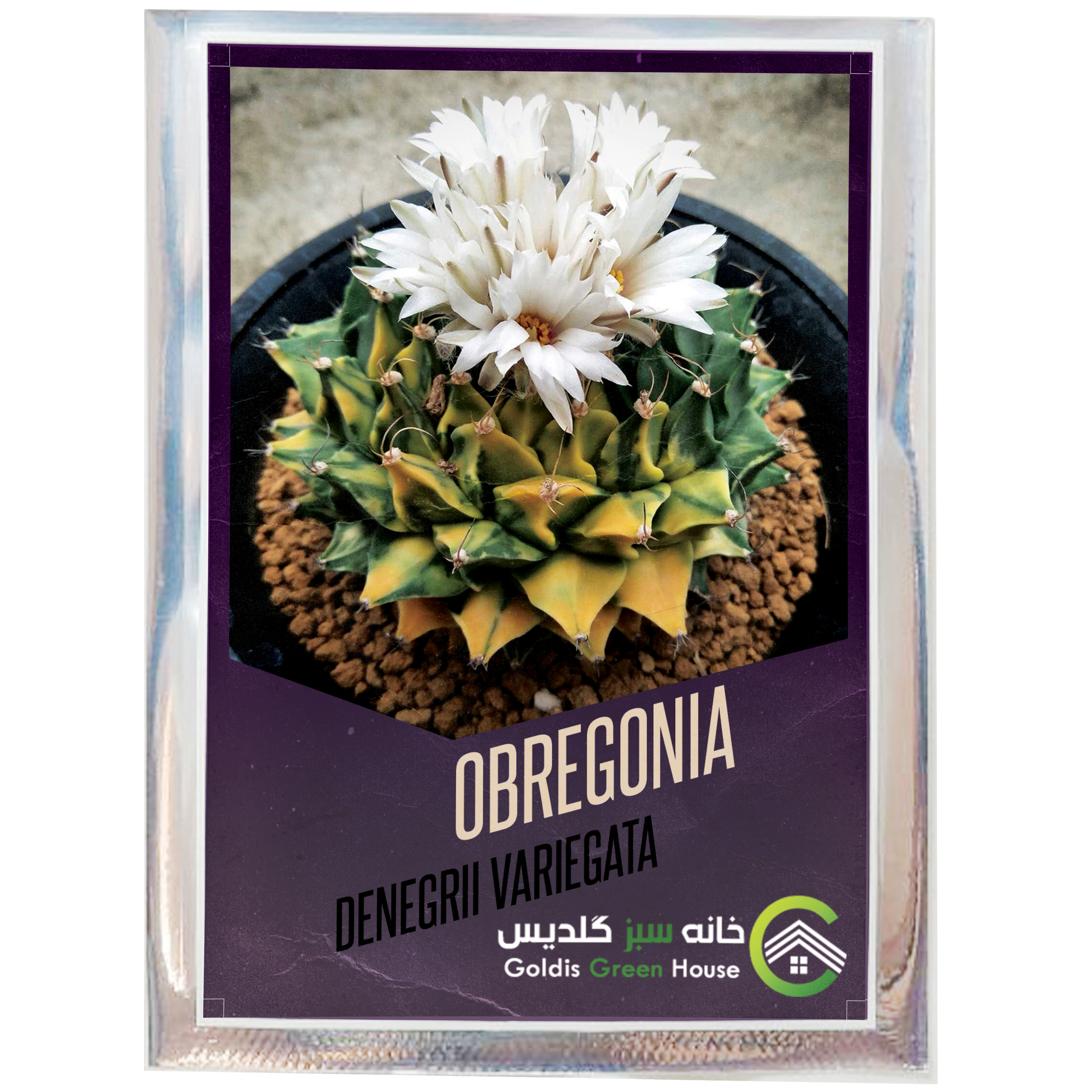 بذر کاکتوس اوبرگونیا دنگری ابلق خانه سبز گلدیس کد 26