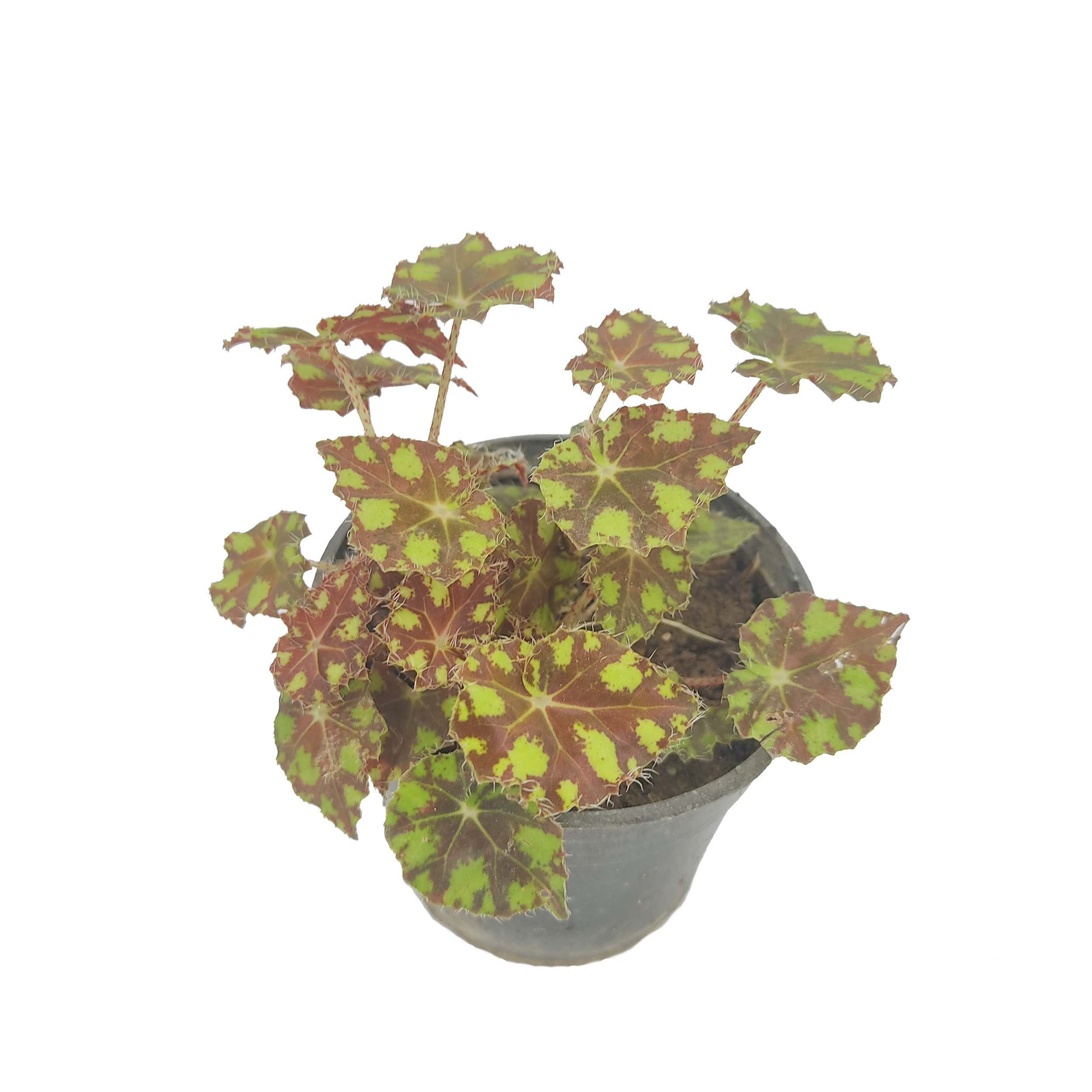 گیاه طبیعی آپارتمانی مدل M12 مجموعه 9 عددی گیاه طبیعی آپارتمانی مدل M12 مجموعه 9 عددی