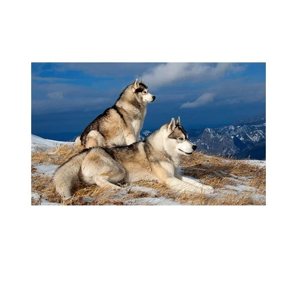   پادری مدل حیوانات کد HSHMA0097 سایز 76x46 سانتی متر