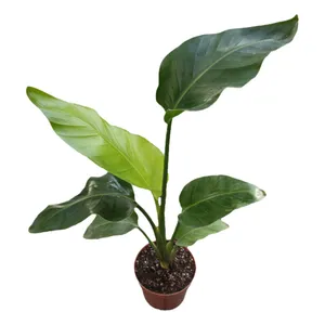 گیاه طبیعی استرلیتزیا نیکولای مدل 02