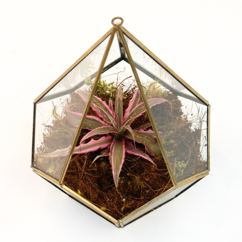 گیاه طبیعی کریپتانتوس کد k1