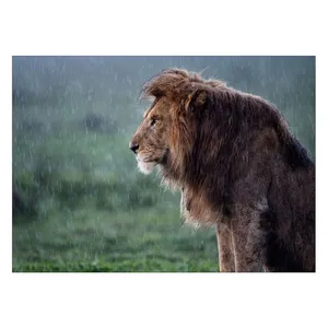 Wensoni Lion Under The Rain Chassis Size 50 x 70 Cm