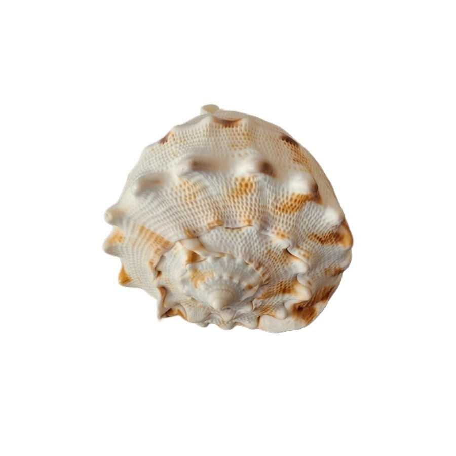 صدف تزیینی آکواریوم مدل هلمت 2