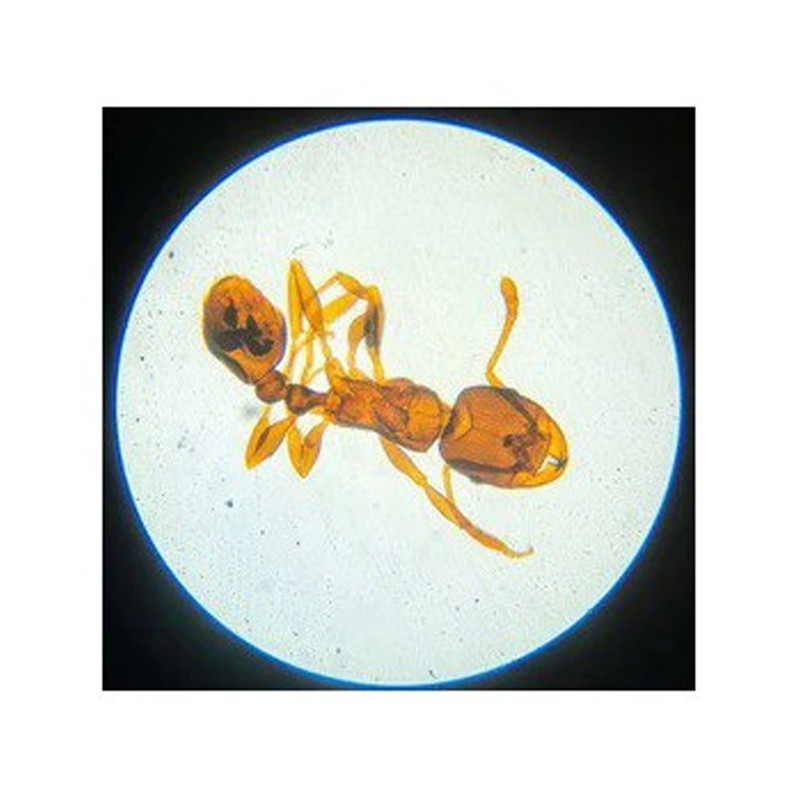 میکروسکوپ مدل biological 400x