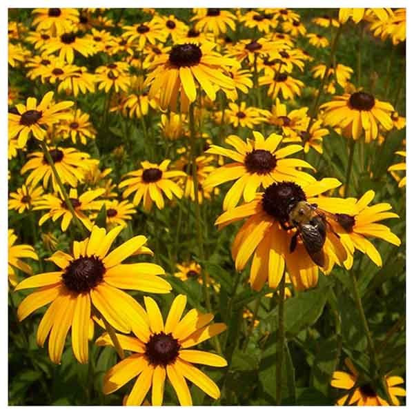 بذر گل کوکب کوهی ساران مدل AMR-2121