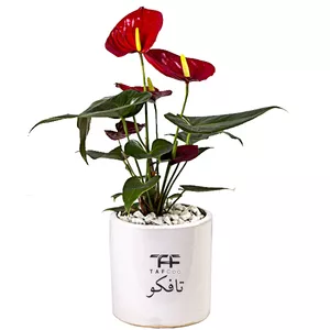    گل طبیعی انتوریوم تافکو مدل قرمز 