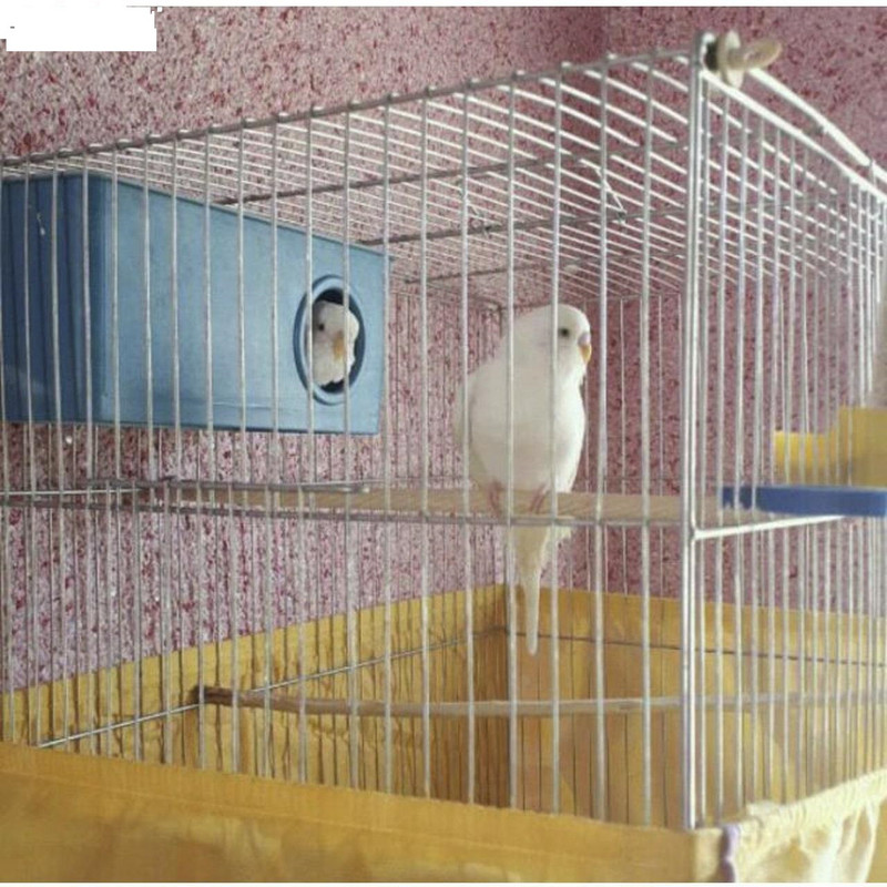 قفس مرغ عشق مدل gmeshgh
