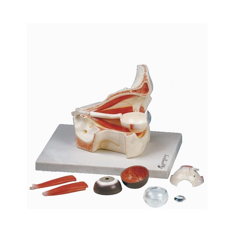 بازی آموزشی مدل مولاژ چشم و ماهیچه