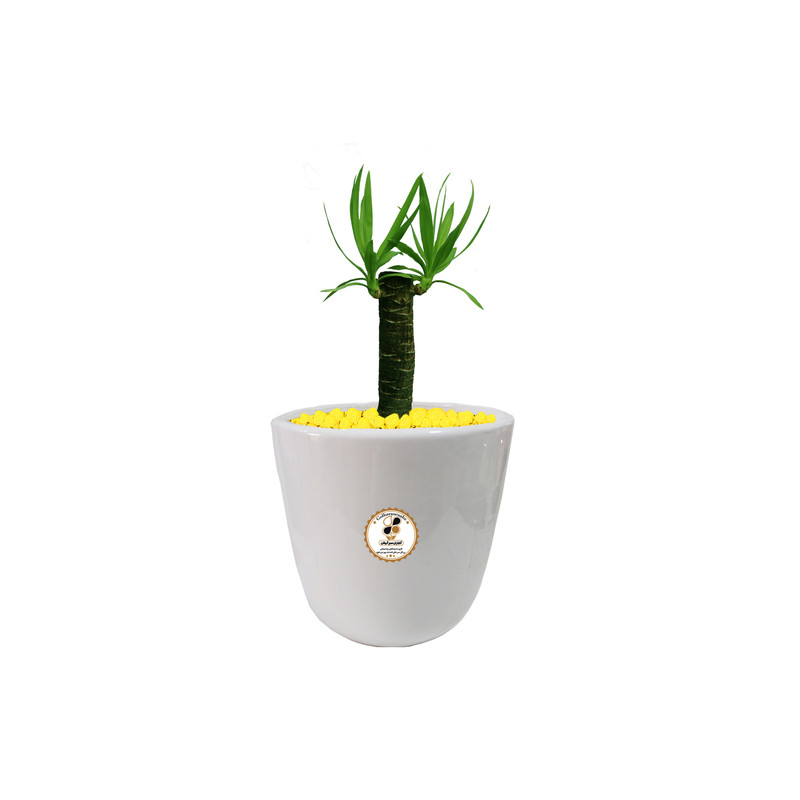 گیاه طبیعی یوکا دوغلاف شرکت گلباران سبز گیلان مدل GN12-16AS