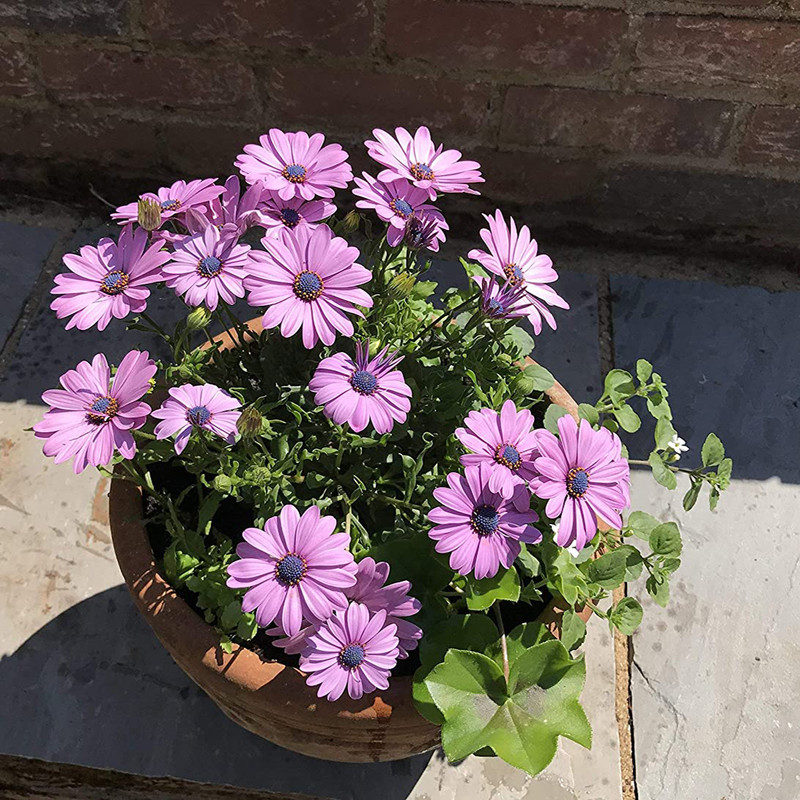 بذر گل استئوسپرموم الوان وانیا سید مدل O326