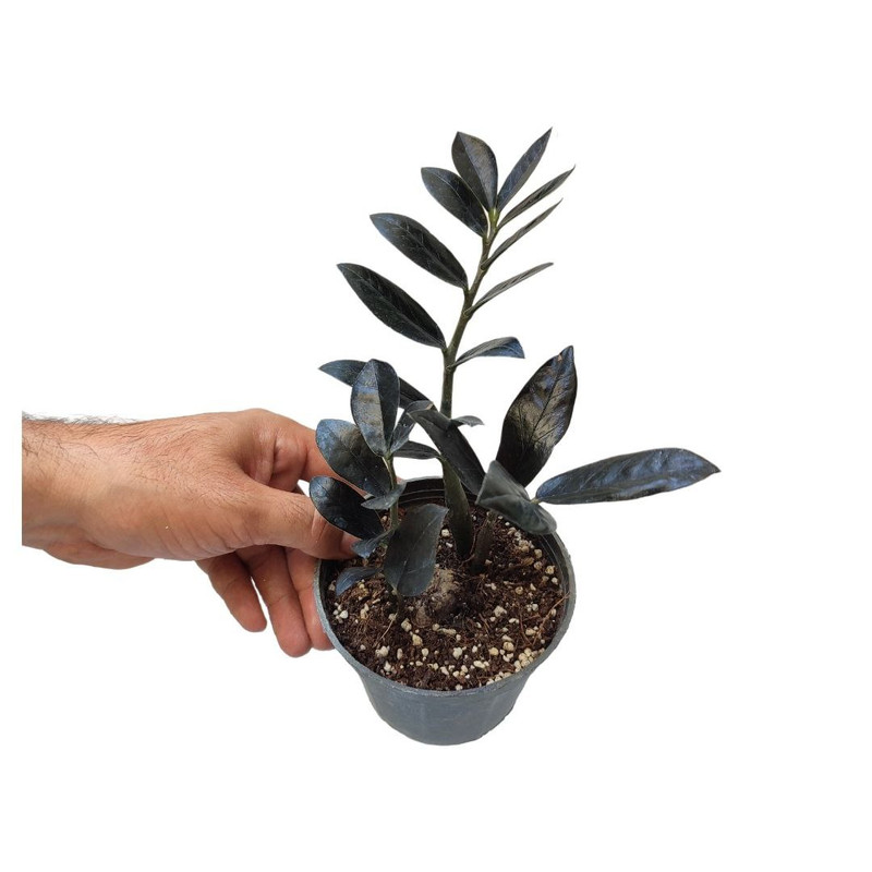 گیاه طبیعی زاموفیلیا بلک مدل 012