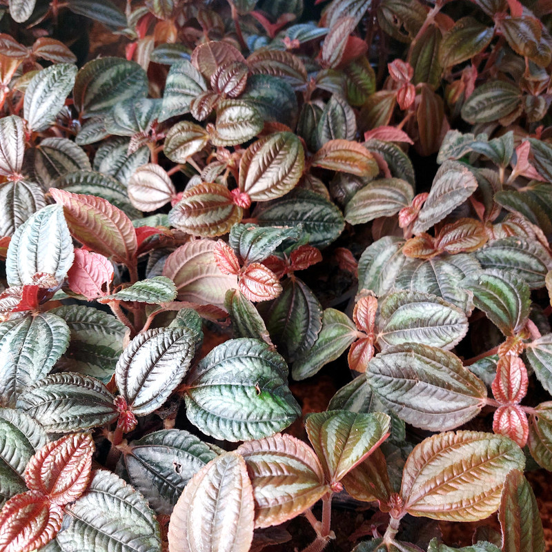 گیاه طبیعی پله آ قرمز مدل F-22