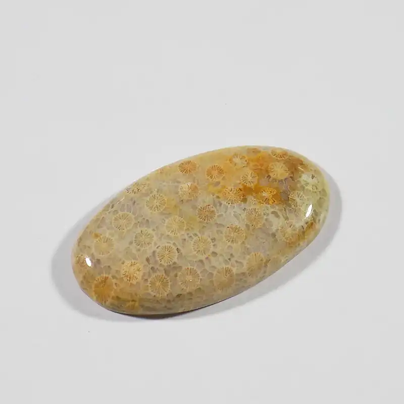 سنگ فسیل مرجان کد TG6525