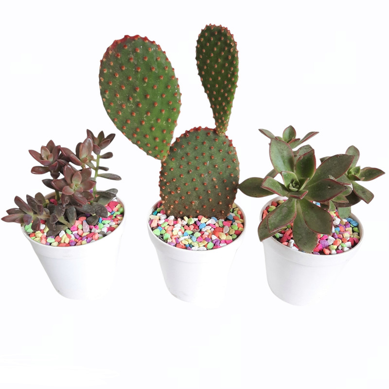 گیاه طبیعی کاکتوس و ساکولنت کد S مجموعه 3 عددی گیاه طبیعی کاکتوس و ساکولنت کد S مجموعه 3 عددی