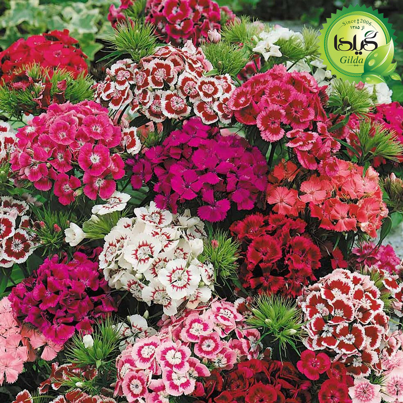 بذر قرنفل پرگل گیلدا کد 882 بذر قرنفل پرگل گیلدا کد 882