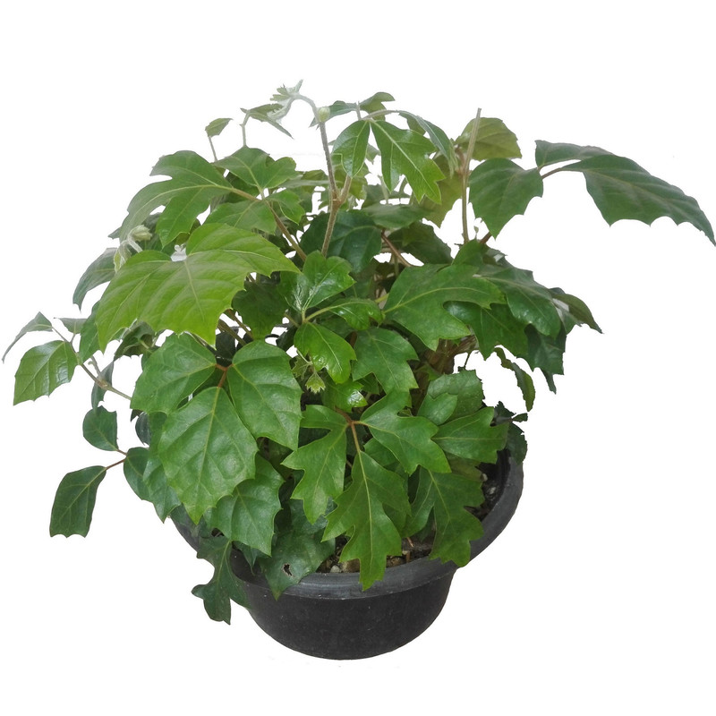 گل طبیعی سیسوس پیچ کانگورو کد 111 گل طبیعی سیسوس پیچ کانگورو کد 111