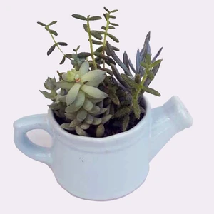 گیاه طبیعی ساکولنت میکس کد 03