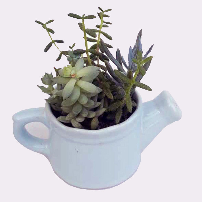 گیاه طبیعی ساکولنت میکس کد 03