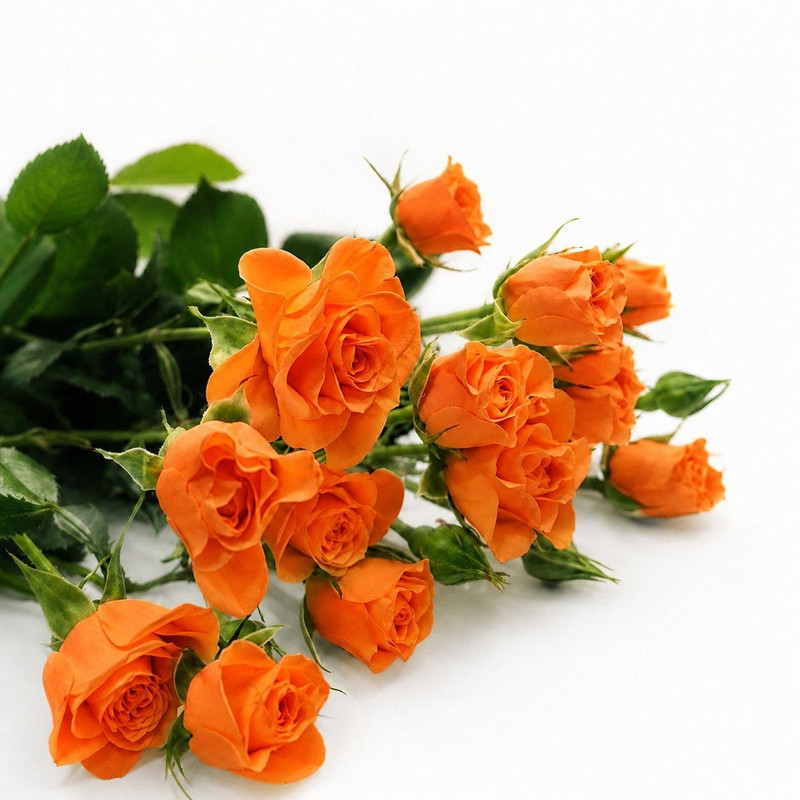 شاخه گل رز طبیعی مدل مینیاتوری نارنجی بسته 5 عددی