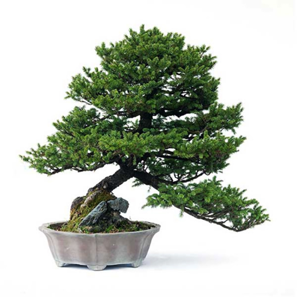 بذر بنسای کاج لویانا وانیا سید مدل T28 بسته 3 عددی