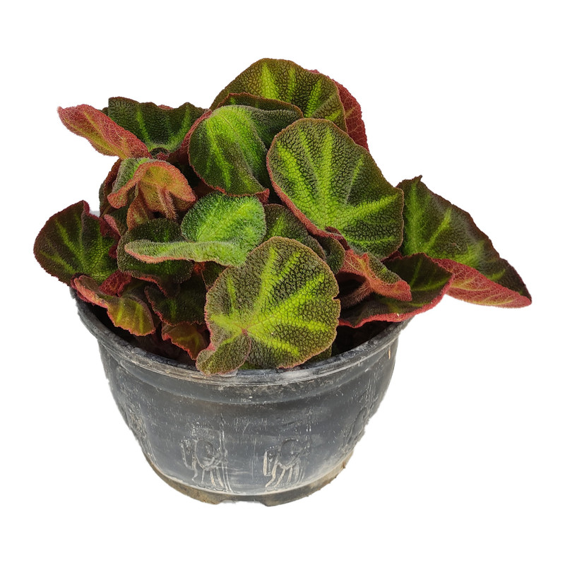 گیاه طبیعی بگونیا کد yt36