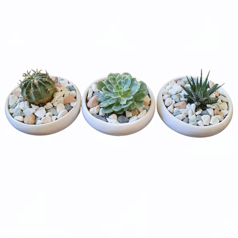 گیاه طبیعی خانواده ساکولنت و کاکتوس کد 88 مجموعه 3 عددی