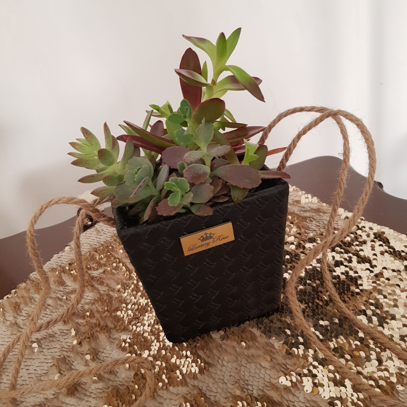 گیاه طبیعی ساکولنت کد 2022171-1 گیاه طبیعی ساکولنت کد 2022171-1