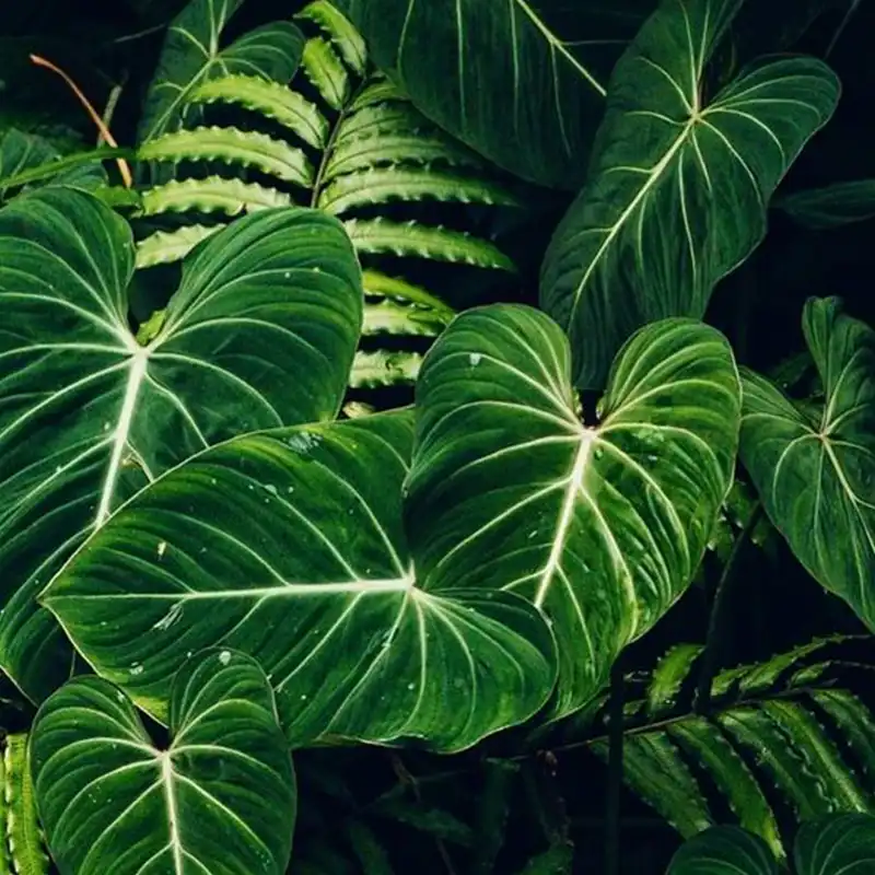 کاشی طرح برگ و گیاه کد 4762933