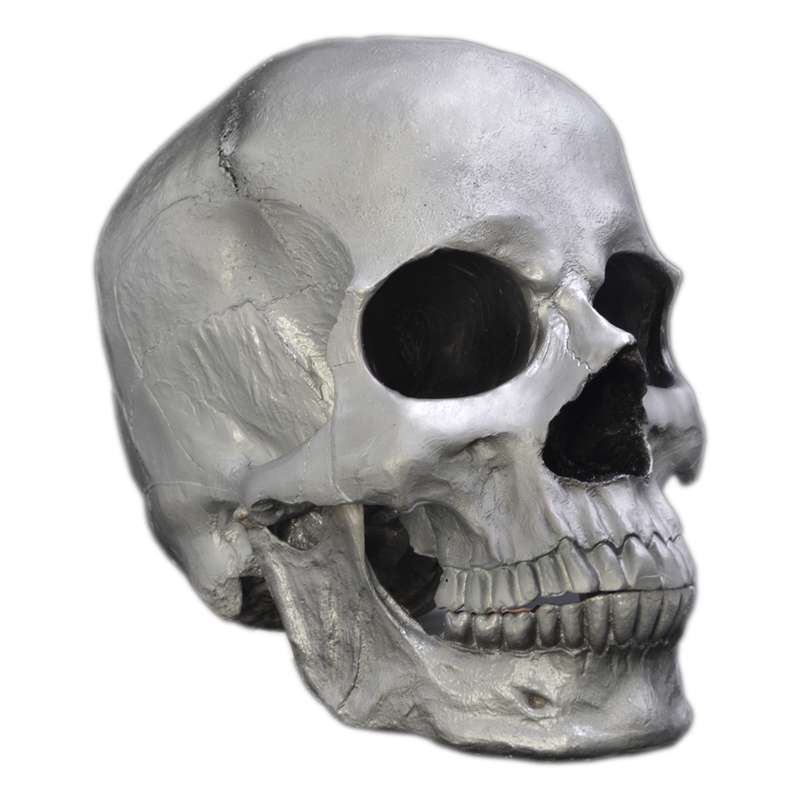 مجسمه مدل جمجمه طرح Skull-big کد 12