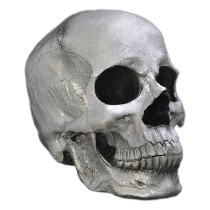 مجسمه مدل جمجمه طرح Skull-big کد 12