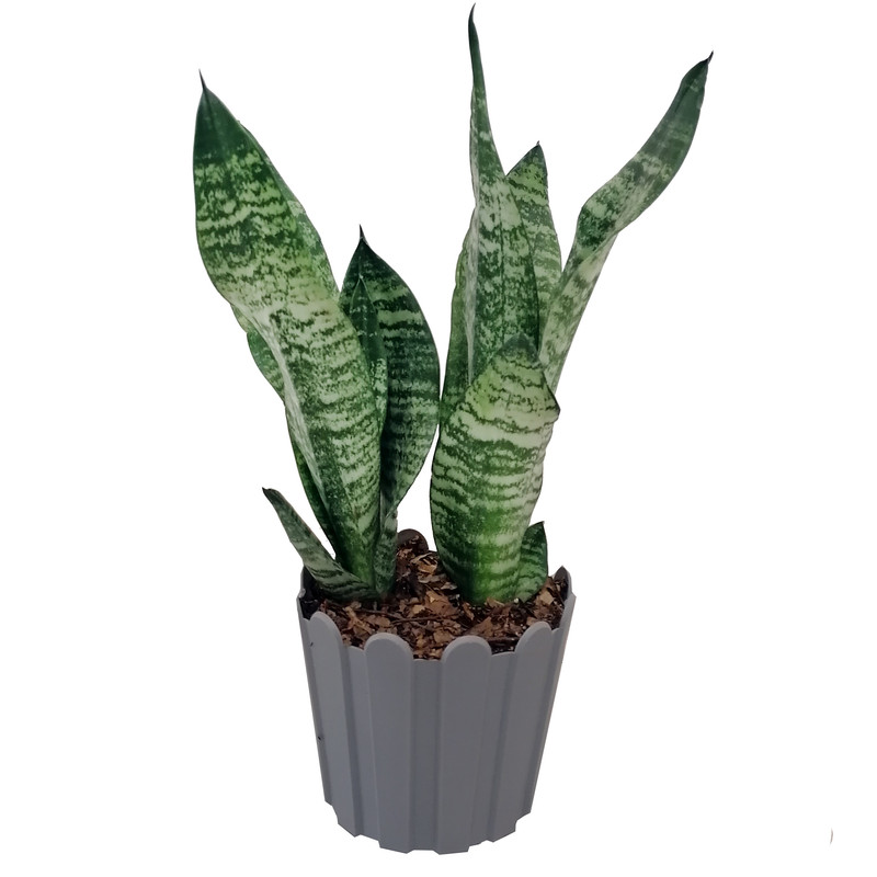 گیاه طبیعی سانسوریا مدل کراواتی گیاه طبیعی سانسوریا مدل کراواتی