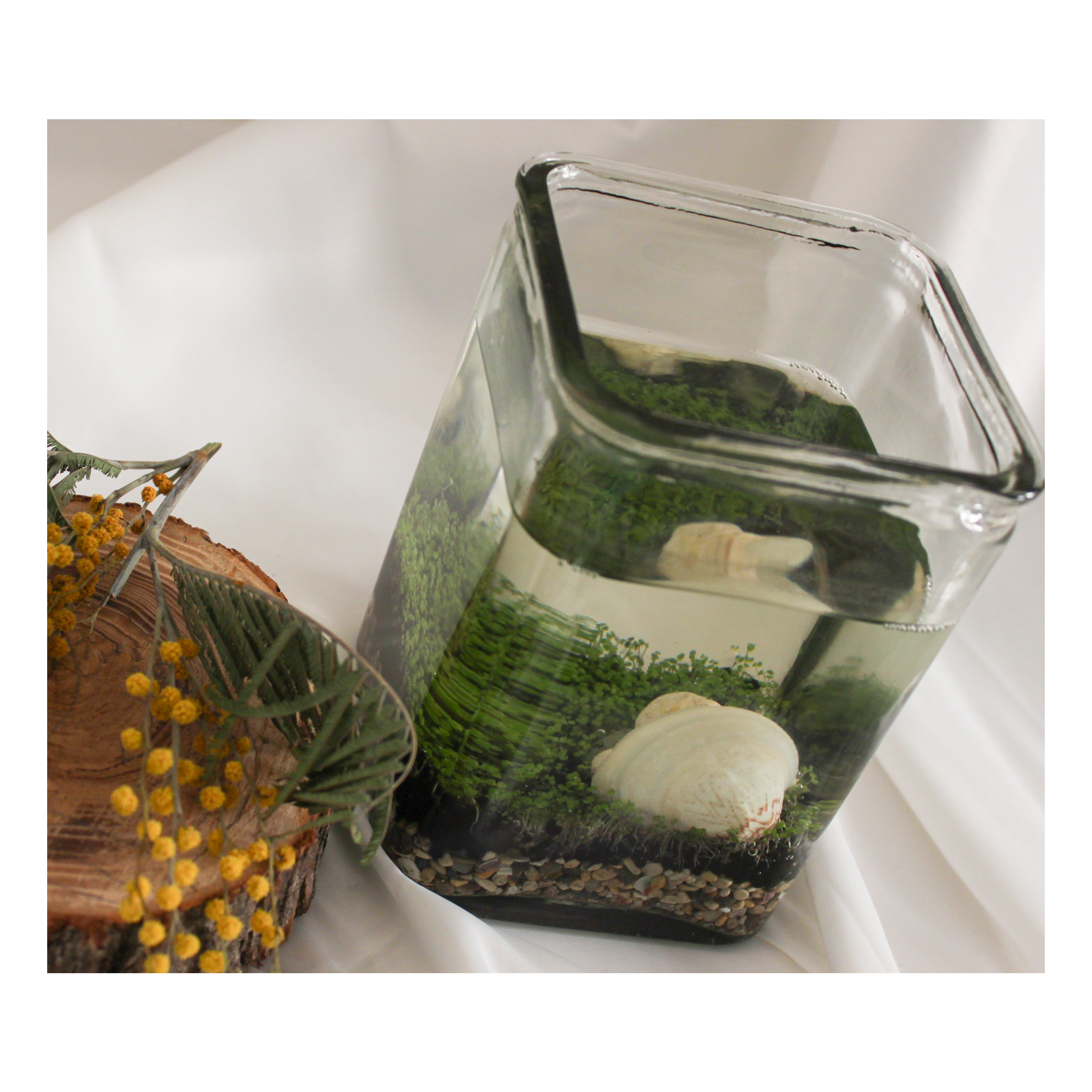 ویواریوم گیاه طبیعی کد viv-w103