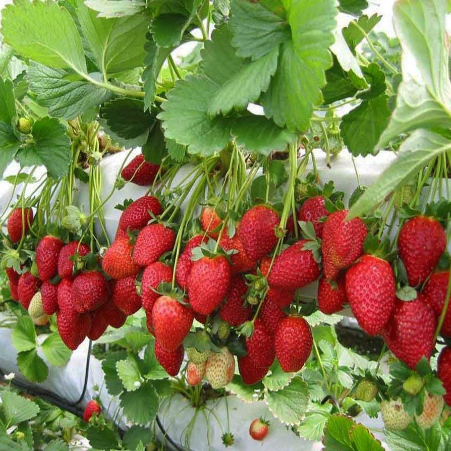 بذر توت فرنگی کاماروسا وانیا سید مدل H21