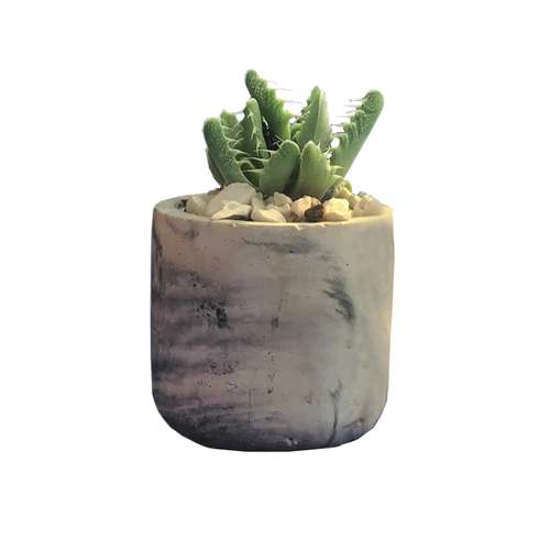 گیاه طبیعی کاکتوس ساکولنت فوکورییا مدل s-9
