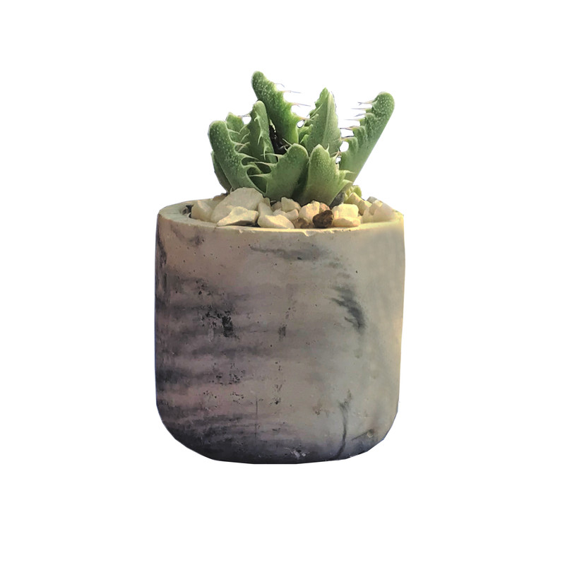 گیاه طبیعی کاکتوس ساکولنت فوکورییا مدل s-9