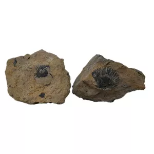 سنگ راف مدل فسیل صدف کد 128 بسته دو عددی