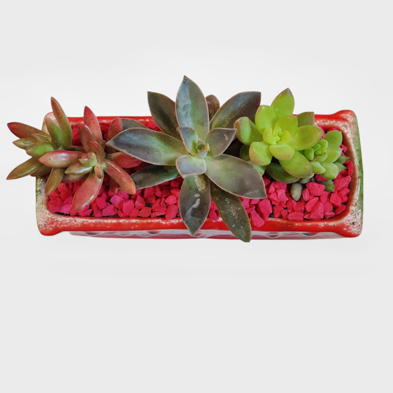 گیاه طبیعی خانواده ساکولنت طرح هندوانه مدل یلدا