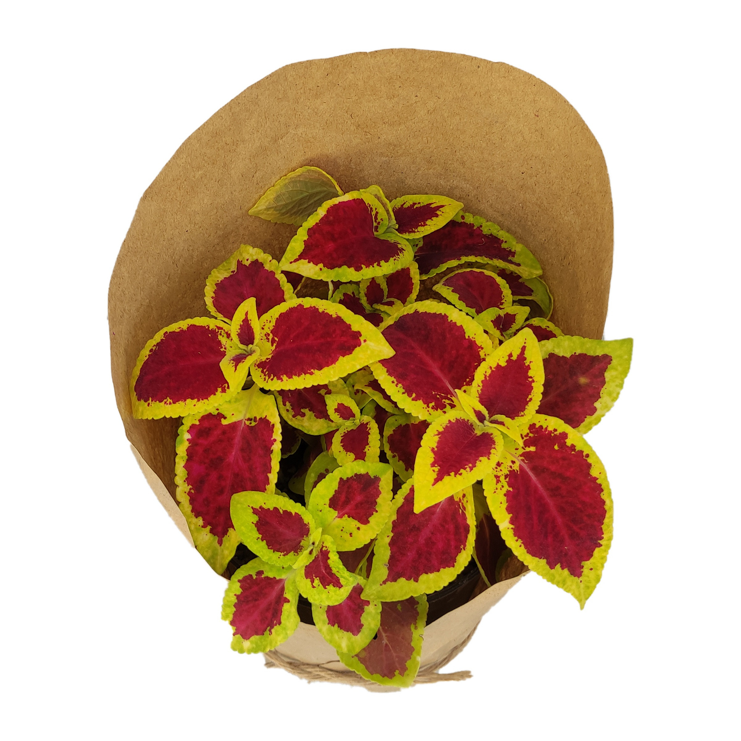 گیاه طبیعی حسن یوسف کد yt15