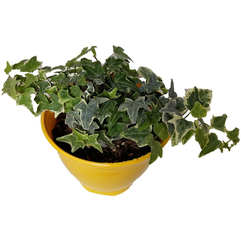 گیاه طبیعی پاپیتال کد wp03 گیاه طبیعی پاپیتال کد wp03