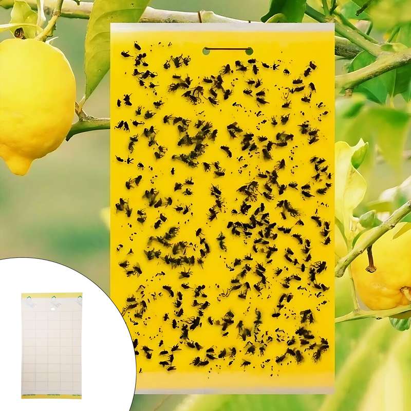 چسب حشره کش کد 001