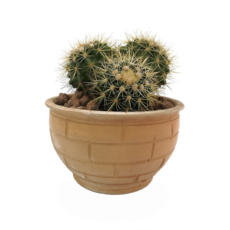 گیاه طبیعی کاکتوس اچینو مدل E18 گیاه طبیعی کاکتوس اچینو مدل E18