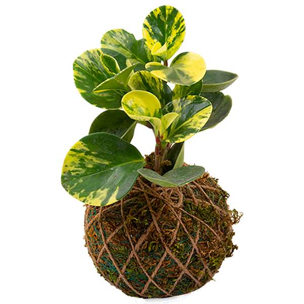 کوکداما گیاه برگ قاشقی مدل SB03 کوکداما گیاه برگ قاشقی مدل SB03