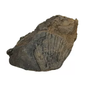 سنگ راف مدل فسیل صدفی کد 143