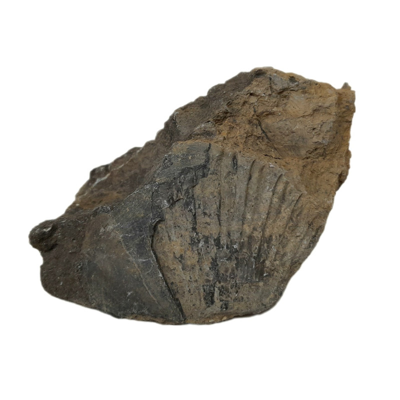 سنگ راف مدل فسیل صدفی کد 143