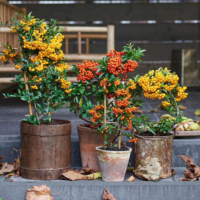 بذر بنسای زالزالک سانیا سید مدل S108