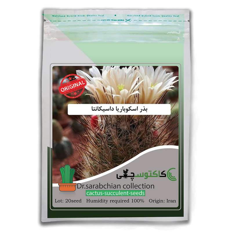بذر اسکوباریا داسیکانتا کاکتوسچی مدل AM-023